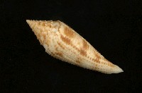 藏品(歐氏芋螺)的圖片